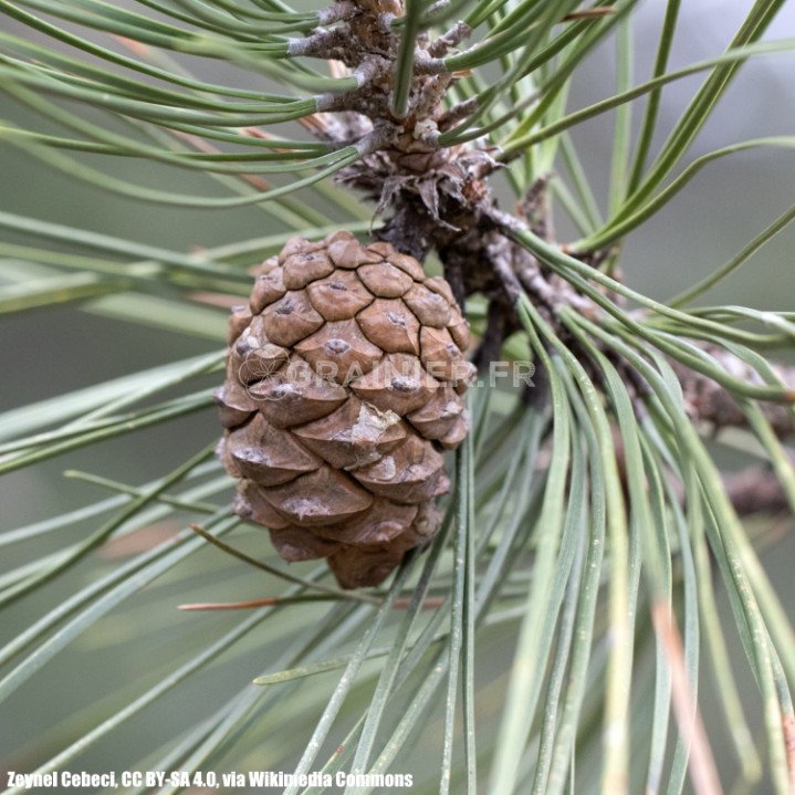  Black pine, Austrian pine, Pinus Nigra image